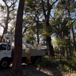truck parked beside trees