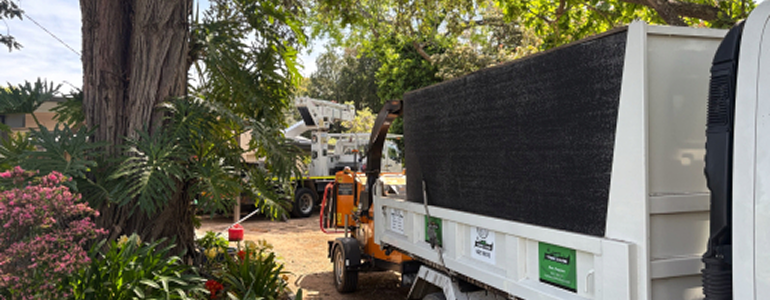 tree removal machinery