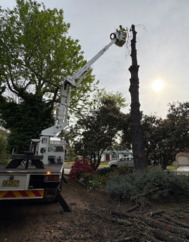 machinery side view while tree chopping