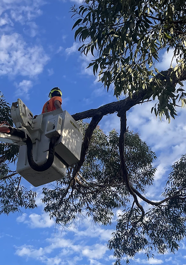 man_in_bucket_tree_trimming