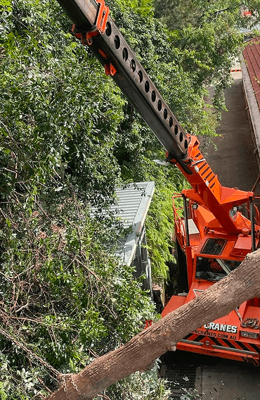 emergency tree removal using heavy machinery