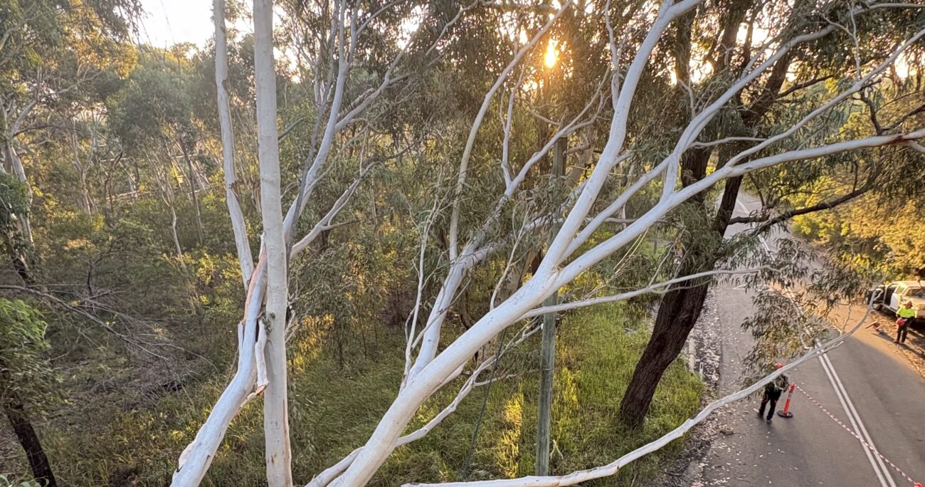 top signs for tree removal