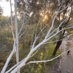 top signs for tree removal