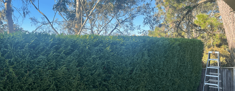 beautifully trimmed hedges