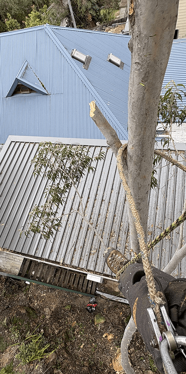 fallen tree branch in eastern suburbs