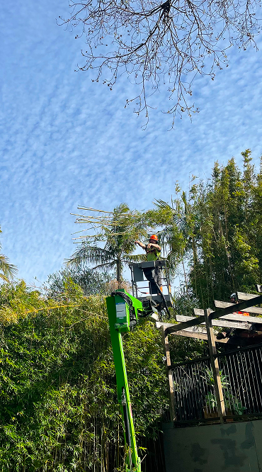 hedge trimming performed by MP Tree Care