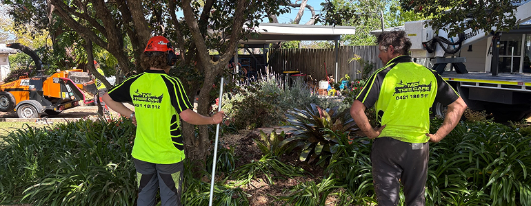 MP Tree Care guys planning for tree removal