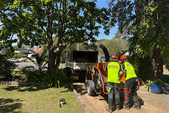 team handling tree cutting machine