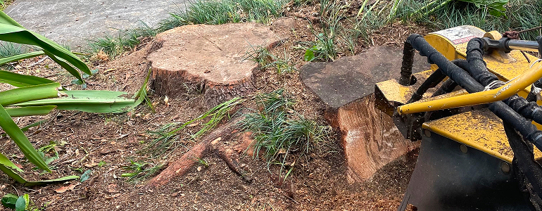 dead tree stump removal