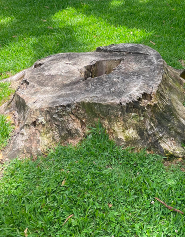 closeup of dead tree stump