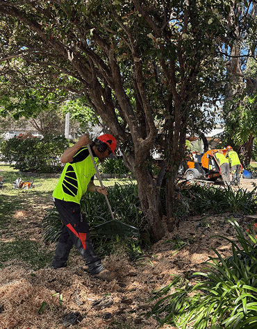 land clearing performed by MP Tree Care in Northern Beaches