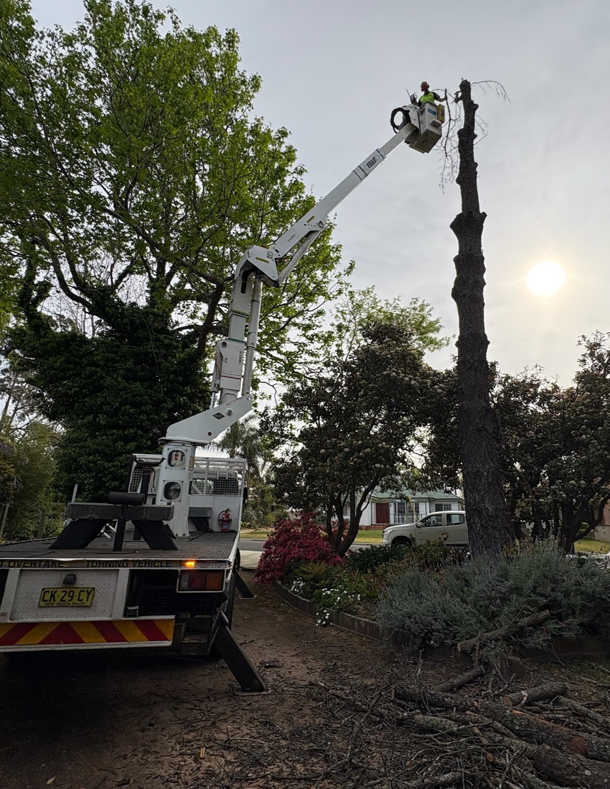 tree_removal_north_shore_pruning_tree
