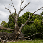 Dead trees with dry branches leaning in a suburban backyard showing potential safety risk