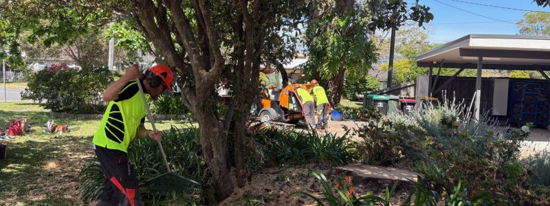 arborists sydney